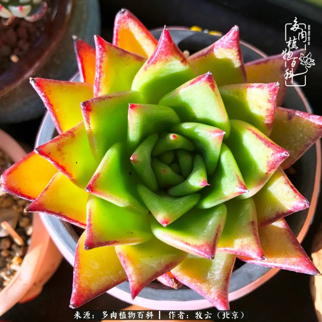 多肉植物生活,多肉生活充满诗意