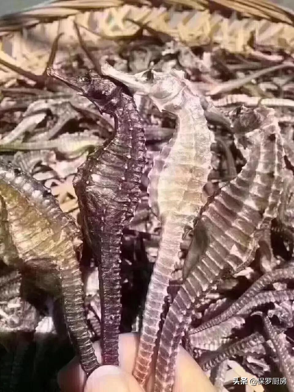 海鲜大荟萃,常见贝壳类海鲜