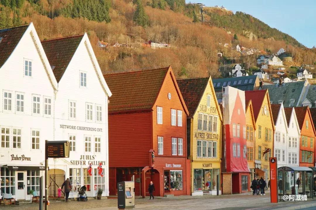 为了吃最贵的鱼你们会驱车多远,世界上最难吃的鱼青花鱼