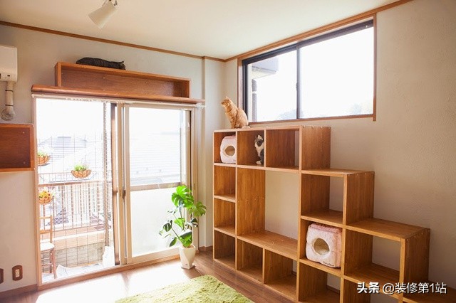 养猫咪怎么样才可以当铲屎官,新手养猫如何布置猫咪的房间