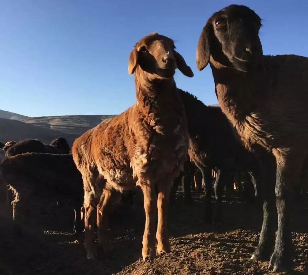 全新疆著名的特产,盘点十大新疆的特产