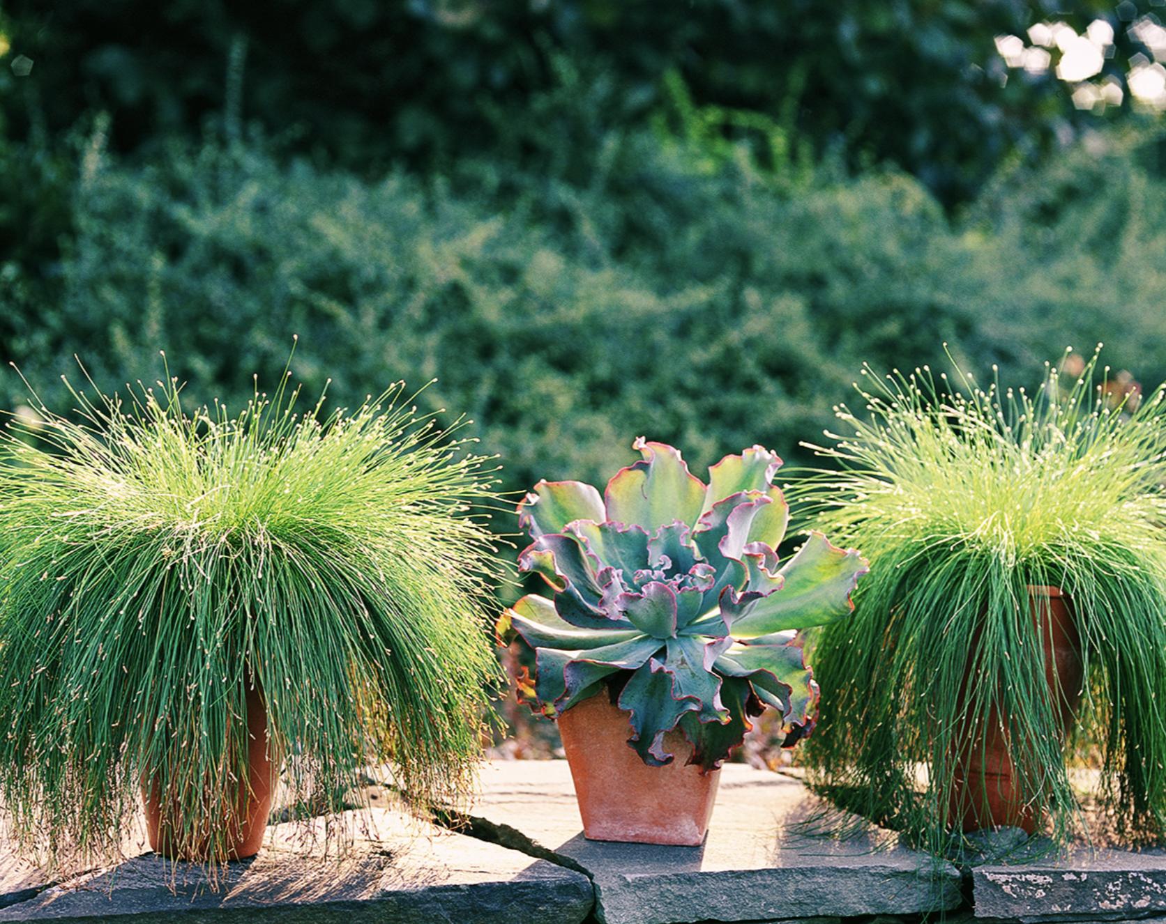 既能净化空气又美观的植物,10种好看的花卉