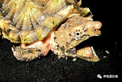 怎么把大鳄龟的背甲养好看,大鳄龟可以和甲鱼苗一起养吗