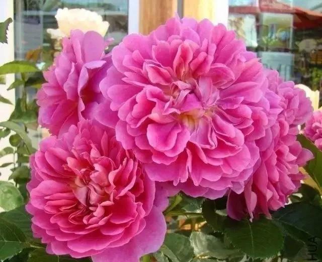 100种玫瑰图片大全,100种玫瑰鲜花你认识吗