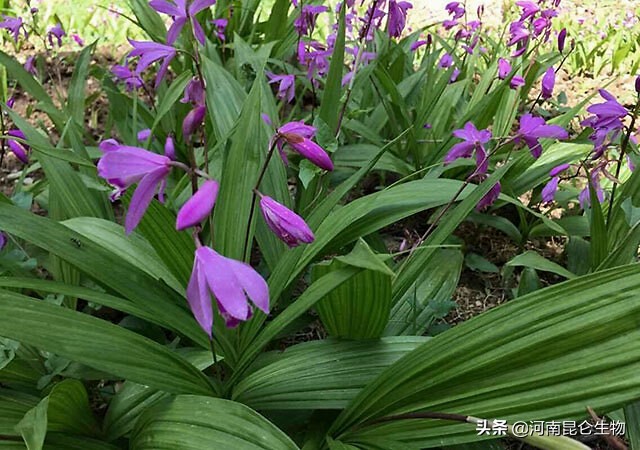 白芨叶子发黄打什么药,白芨死苗黄叶打什么农药