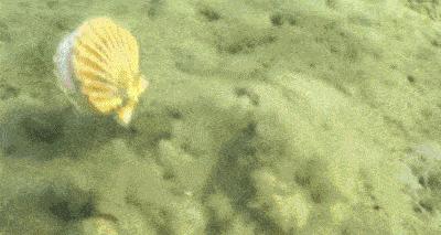 派大星变成巨型海星攻击人类,派大星海星是怎么繁殖