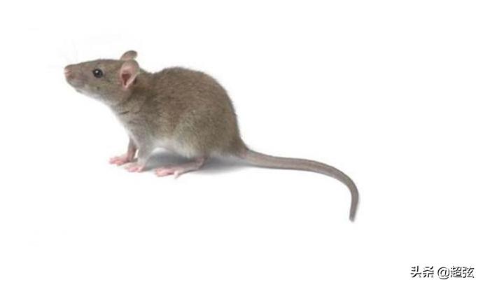 为什么害怕老鼠和蝙蝠,蝙蝠为什么不能灭老鼠