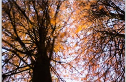 初中语文课外古诗意象,初中语文古诗之意象意境知识点