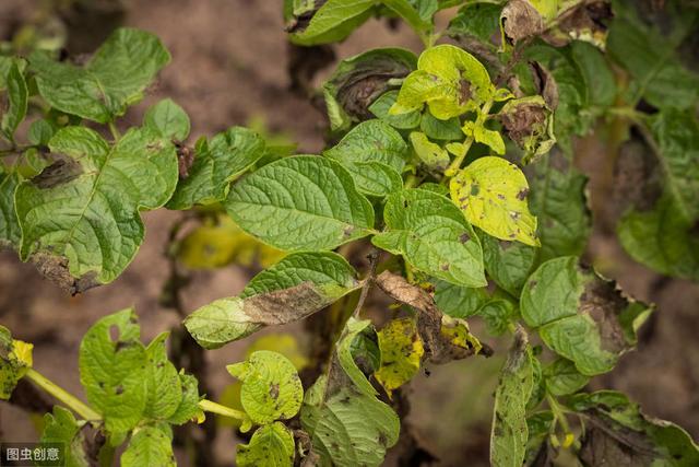 大棚蔬菜种植秋葵,黄秋葵大面积种植怎么育苗
