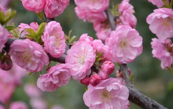 这些梅花真是美不胜收,所有梅花类型