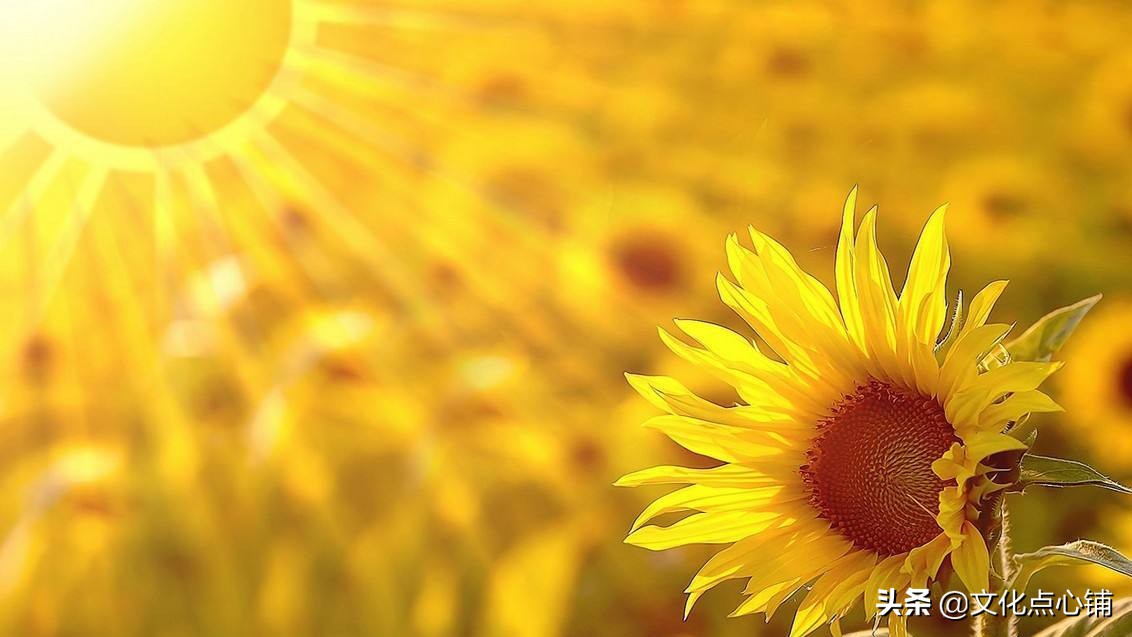 苏轼的一首唯美相思词,苏轼最深情的一首词寥寥数语