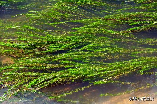 鱼缸水草养不好的原因，很可能你这细节操作弄错了，纠正就好