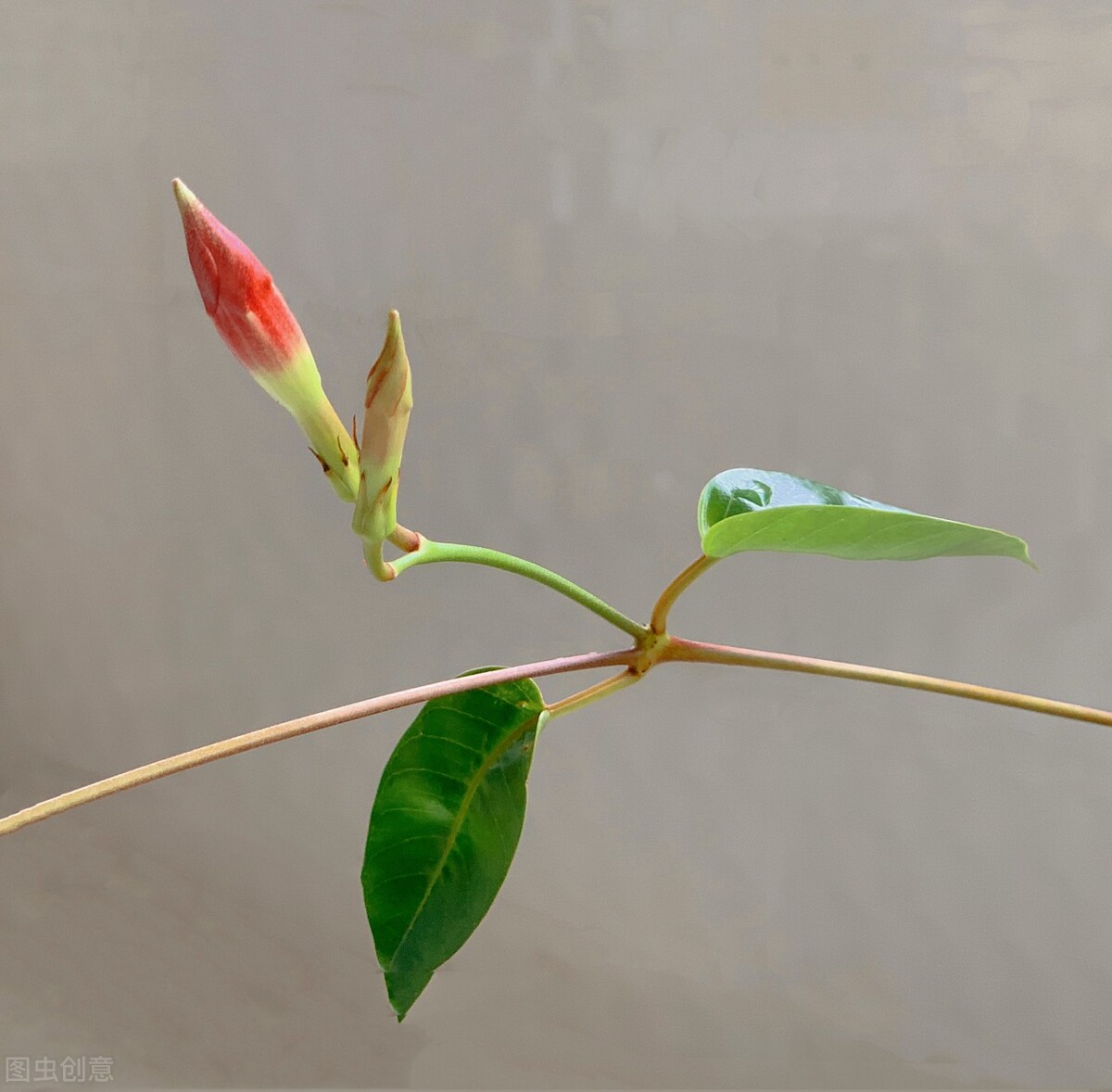 养什么植物晒不死又不怕冻,北方冬天适合养的花草耐寒耐冻