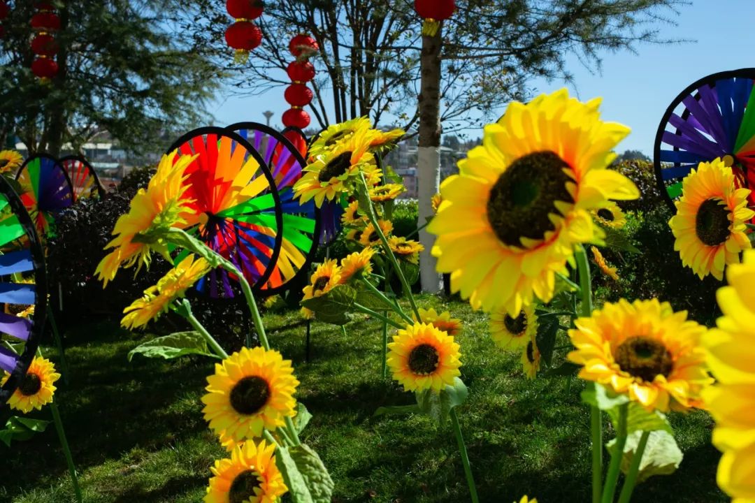 海花岛海洋乐园萌宠表演场,海花岛海洋乐园萌宠剧场