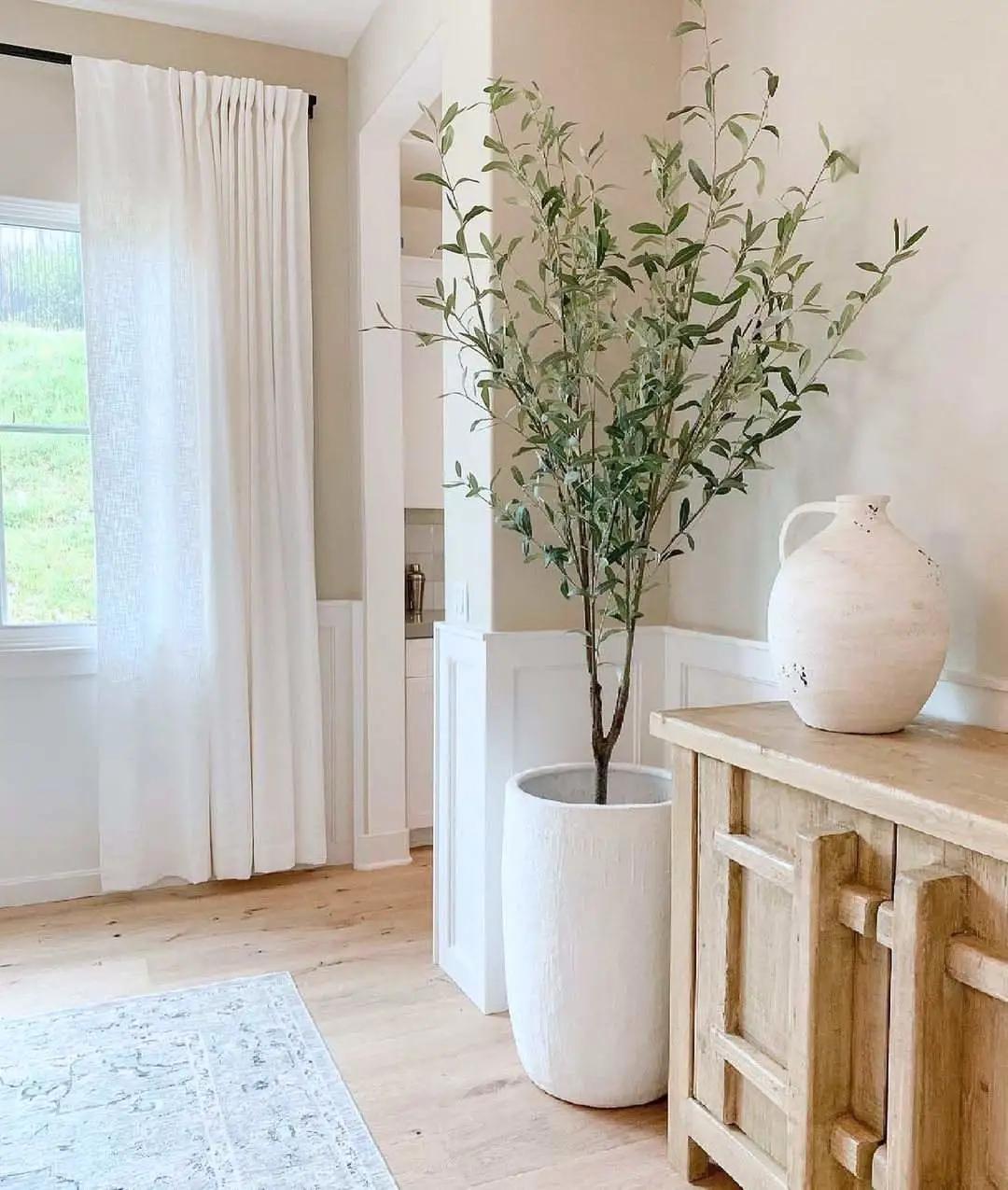 ins十大网红绿植,ins网红绿植大全