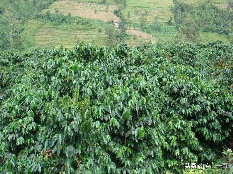 云南保山小粒咖啡,云南小粒咖啡品牌