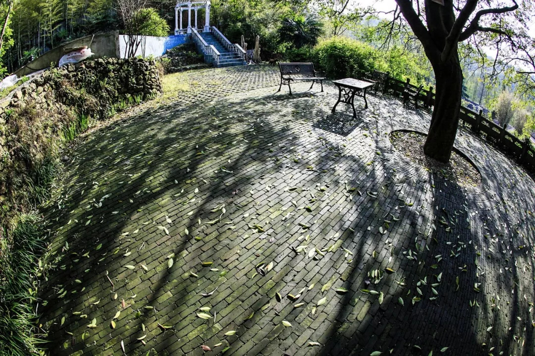 一个安徽爷爷，花1万块种出5000㎡私家花园，被评为中国最美