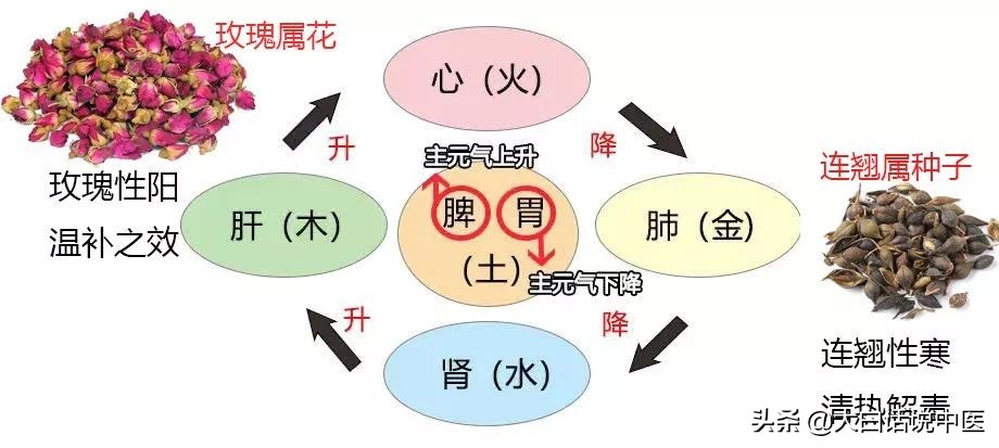 大白话说中医第十六期,中医专家谈枸杞的正确吃法