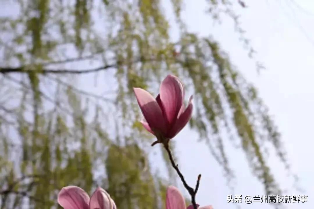 兰财校花,高校校花青春来袭你pick哪一款