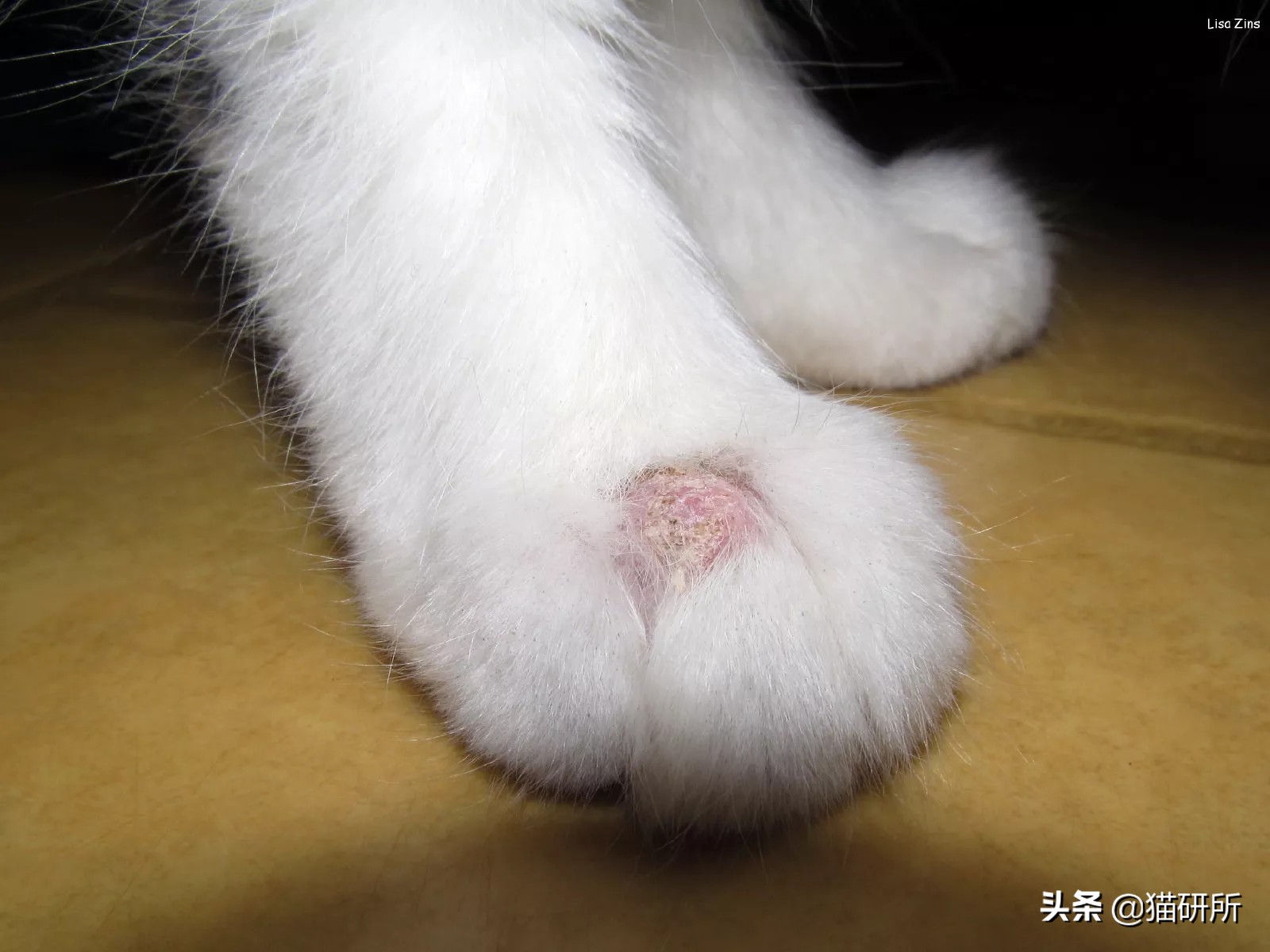 猫咪总挠痒痒就是有跳蚤？4招搞定猫咪瘙痒问题