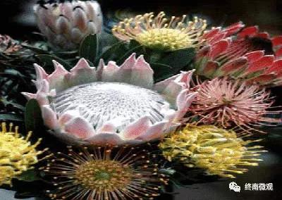 日本国花是什么花啊,全世界各国的国花是什么花