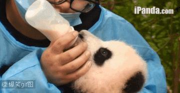 国内可以看熊猫吗,看熊猫要到哪里看