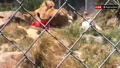 遇到猛兽如何自救100字,面对大型猛兽如何自救