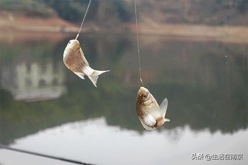 南京春天各区47个日钓百斤鱼塘汇总，20位资深钓鱼人分批亲测