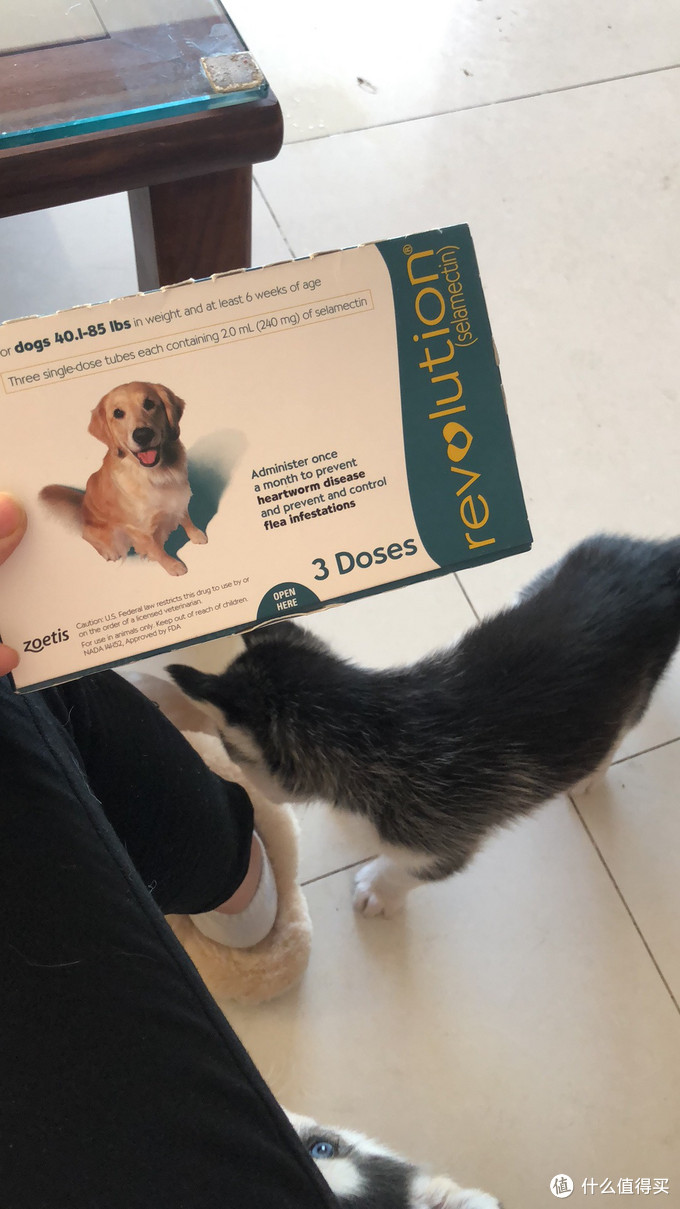 一次创世纪的生活体验—记哈士奇当妈妈