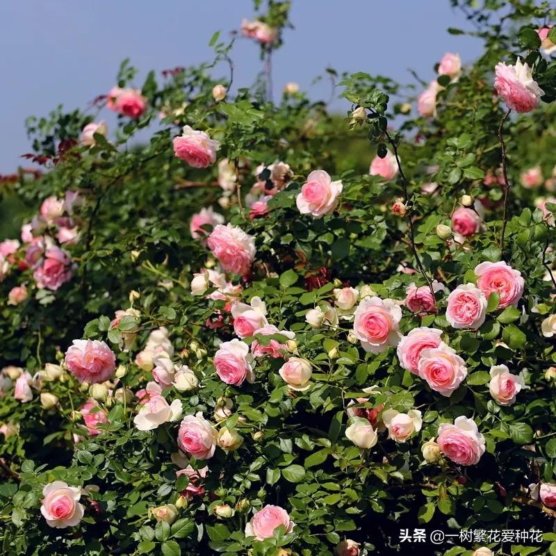 月季开花晒了太阳蔫了补救,月季叶子枯萎像缺水了一样