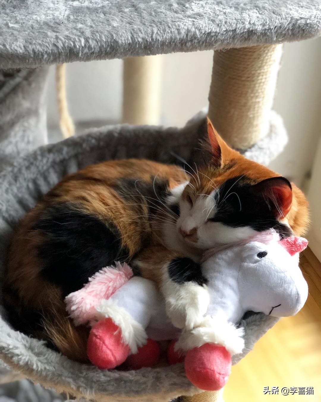 猫咪什么动作容易被铲屎官误会,猫咪故意把东西推下桌子