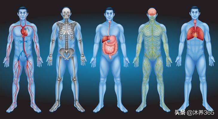 酸碱平衡各种正常数值,人体酸碱平衡的调节主要依靠