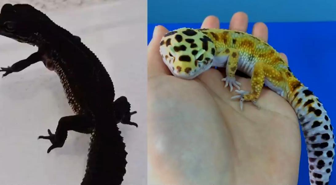 守宫白能繁育吗,纯黑的守宫是怎么来的