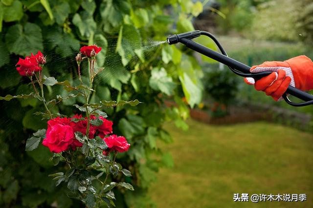 不耐晒的月季夏天怎么办,盆栽月季严重晒伤脱水怎么救