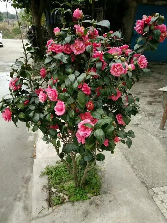 什么木本花好养,4种花超耐旱好养