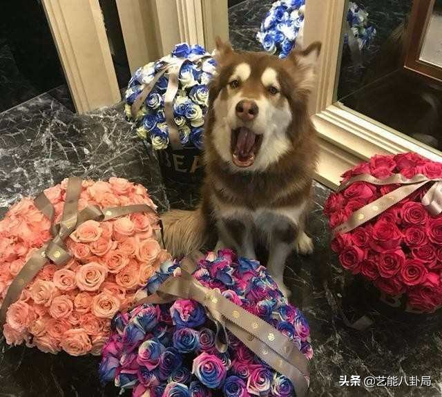 王思聪多少钱买的鸭子,王思聪买的什么鸭