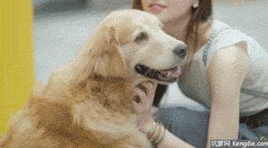 「畅享养宠」夏季狗狗异味深长？简单几招，让Ta一味不留