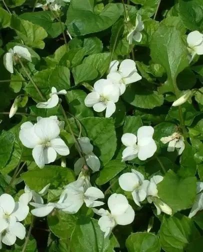 岩石花园景区,岩石园常用花卉