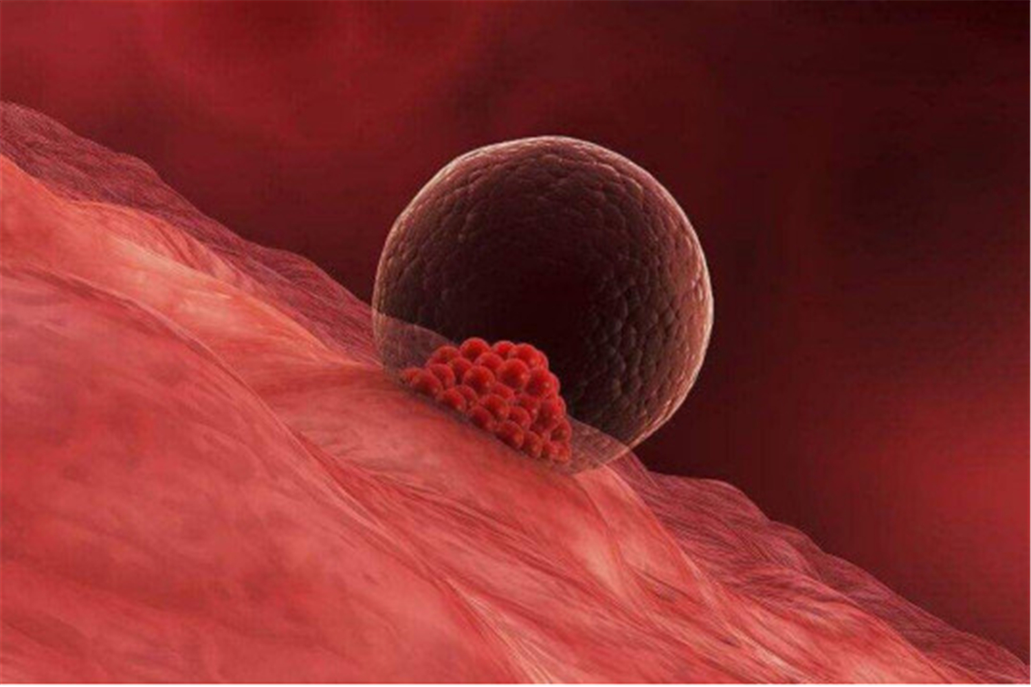 卵泡过大影响这个月来月经吗,卵泡质量不好会影响胎儿质量吗