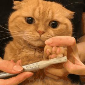 夏天猫咪怎么度过的,夏天猫咪怎么避暑旅游