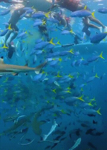 潜水圣地推荐帕劳,帕劳潜水旅游攻略