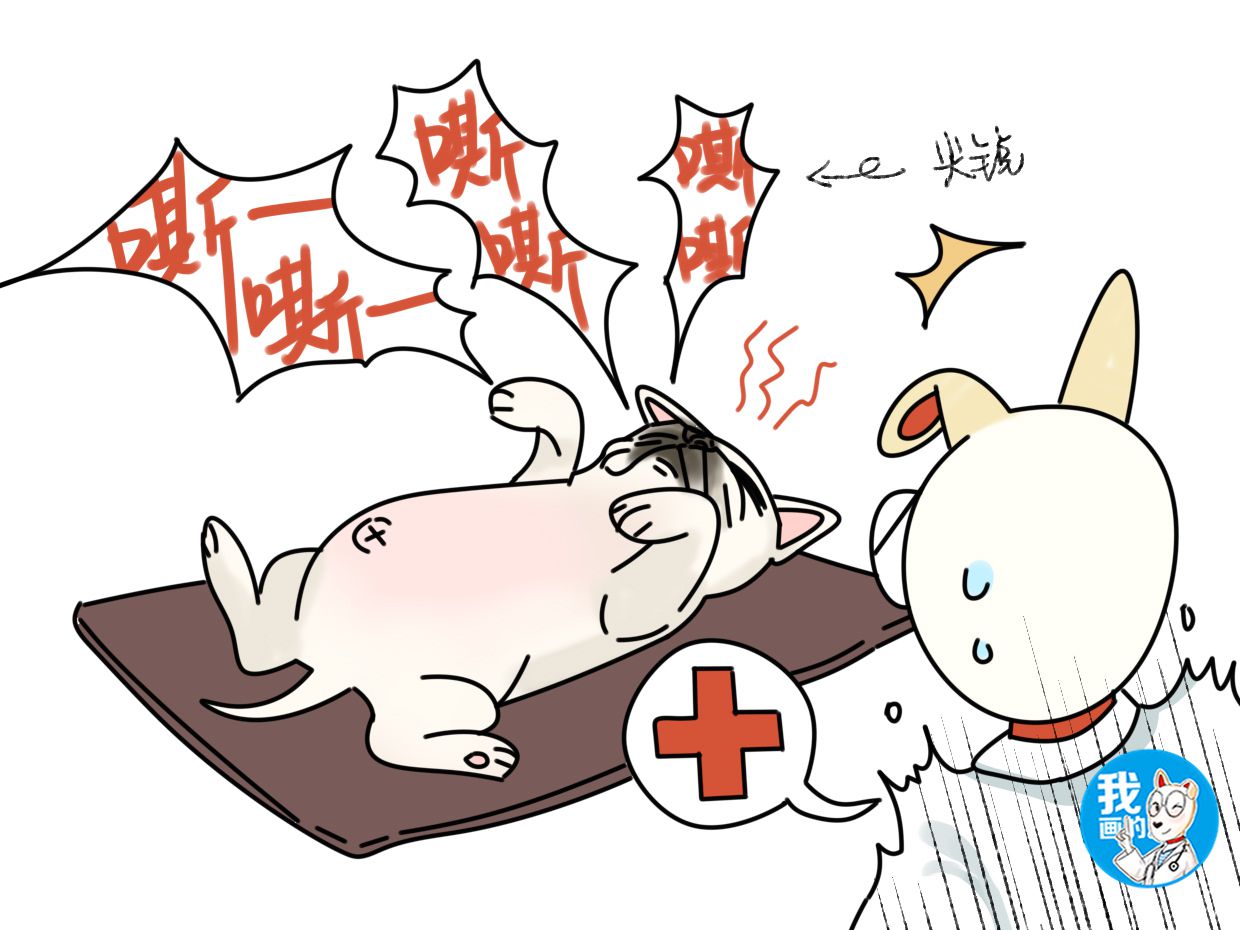 狗狗呼吸急喘是什么原因,狗狗哮喘病发作视频