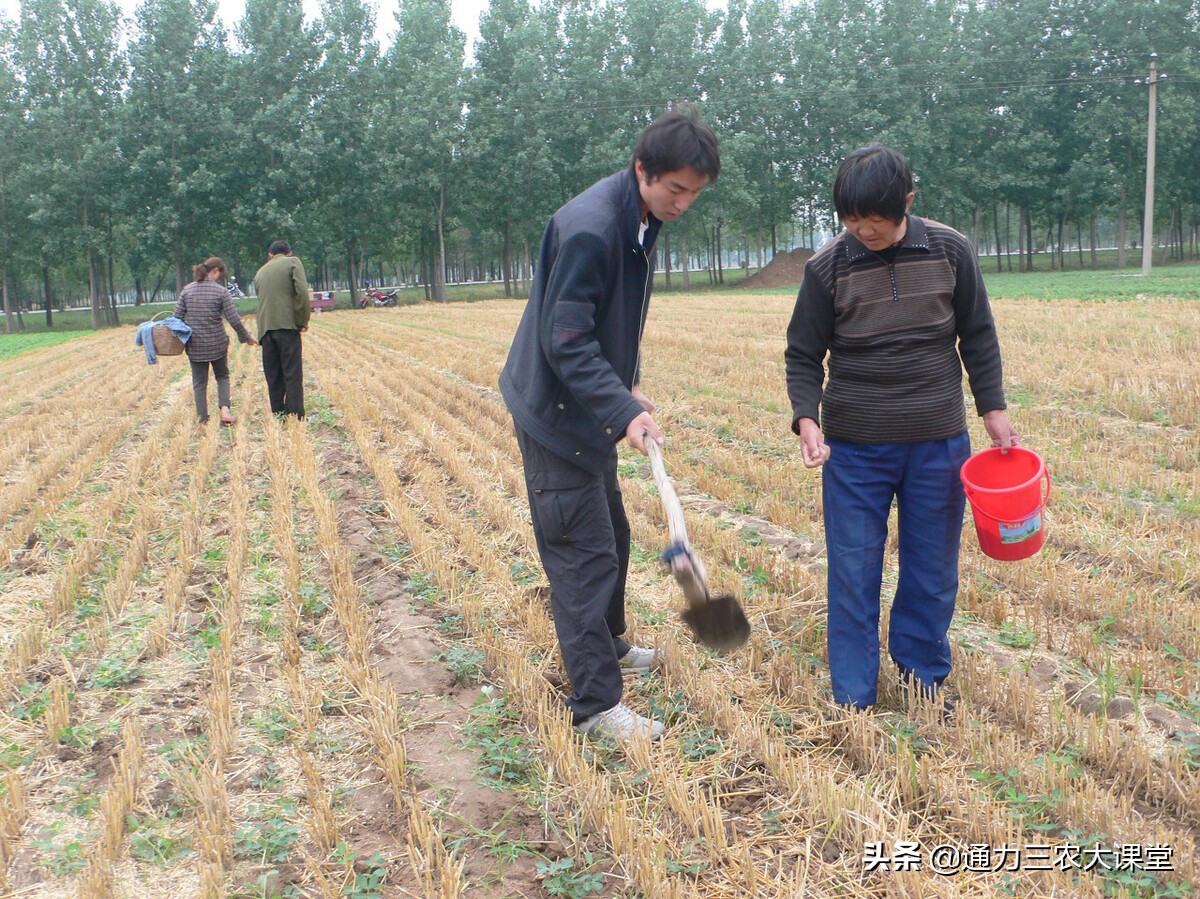 麦茬花生二次追什么肥好,麦茬花生种植技术如何浇水