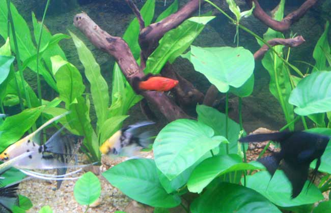 常见中景草,有什么比较好养的中后景草