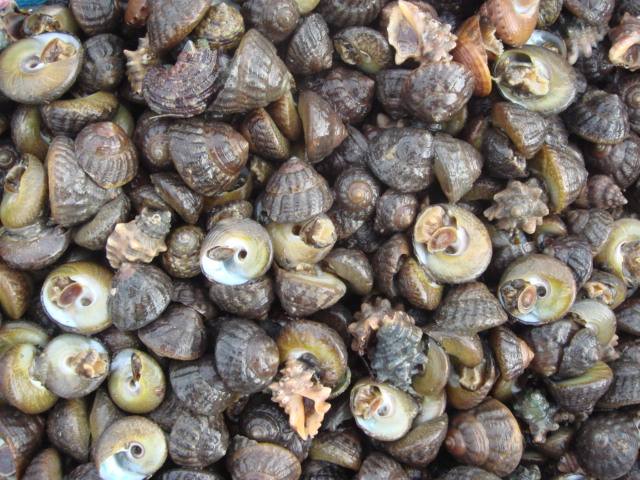 海鲜菜品图文,海鲜特色的菜品有哪些