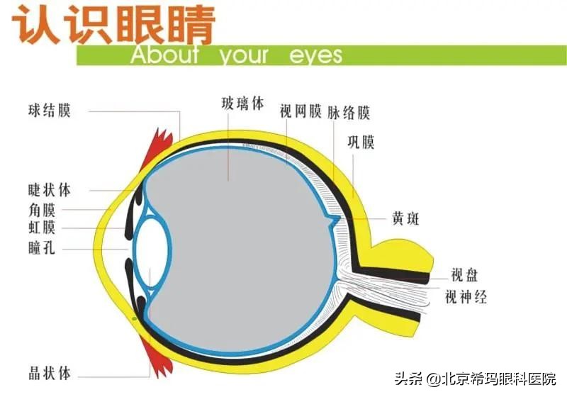 定期查眼底要专家门诊吗,查眼底查哪一项能查出来
