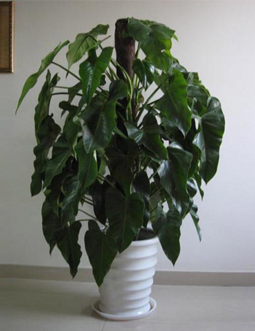 宝石树怎么种植,绿宝石植物如何扦插繁殖