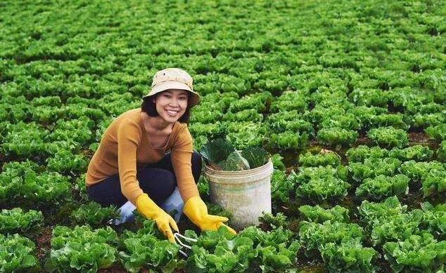 返乡创业山沟里的致富路,关于乡村返乡创业的思考