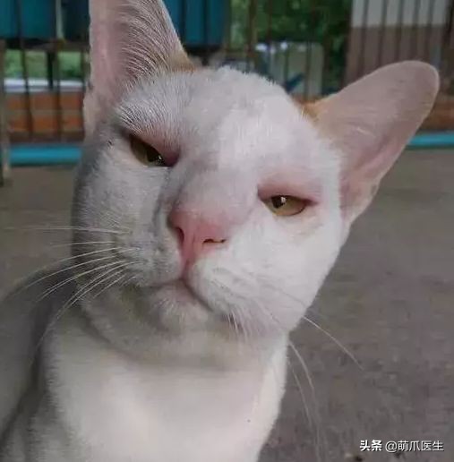 猫咪被蜜蜂蜇了怎么办,猫被蜜蜂蜇了的照片