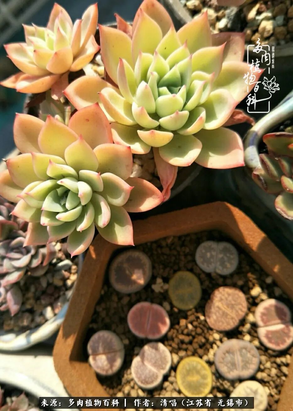 多肉植物百科好看又好养的多肉,喜欢多肉的朋友欢迎光临多肉园艺